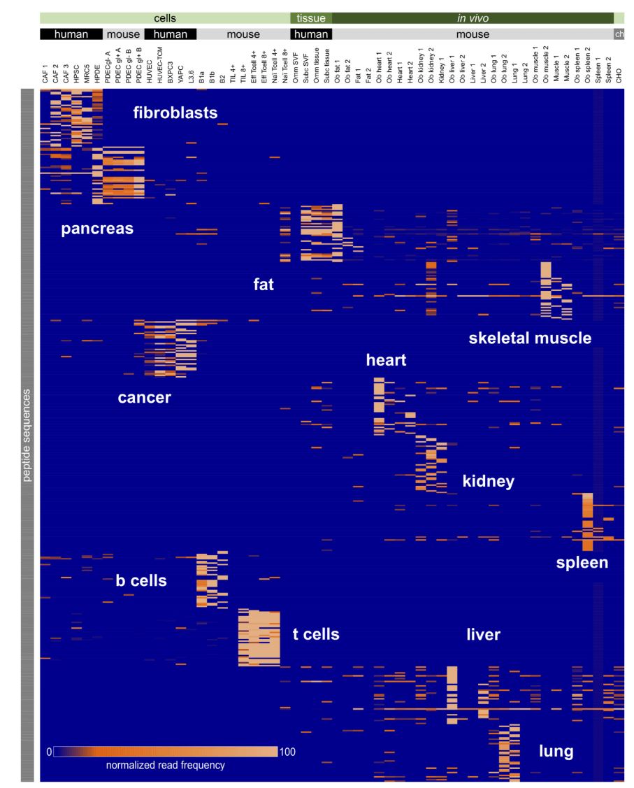 Cell-selective Peptides Discovery Service