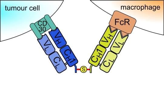 Fig.1 Example of chemically linked Fabs. 