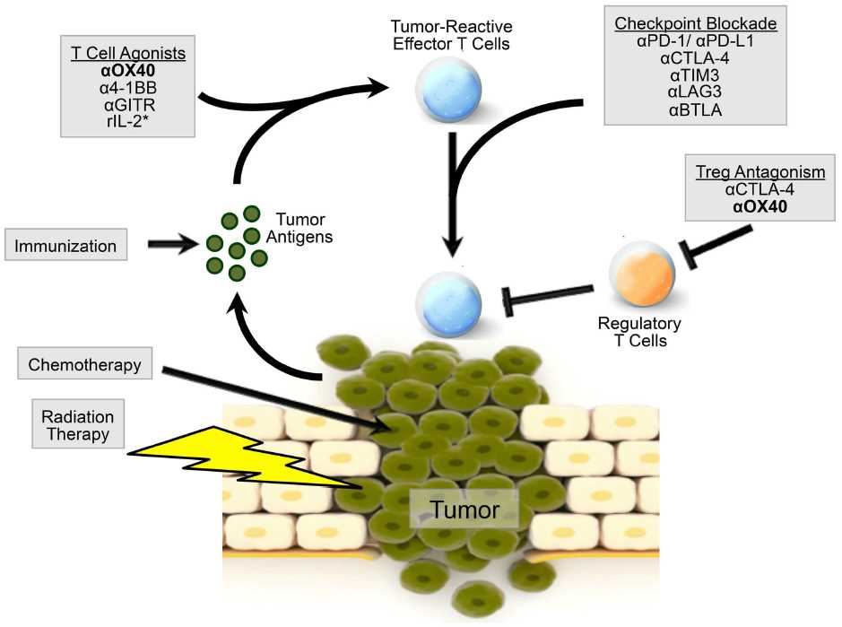 Model of OX40 agonism in combination immunotherapy radiation and chemotherapy can induce the release of tumor-associated antigens by the tumor.
