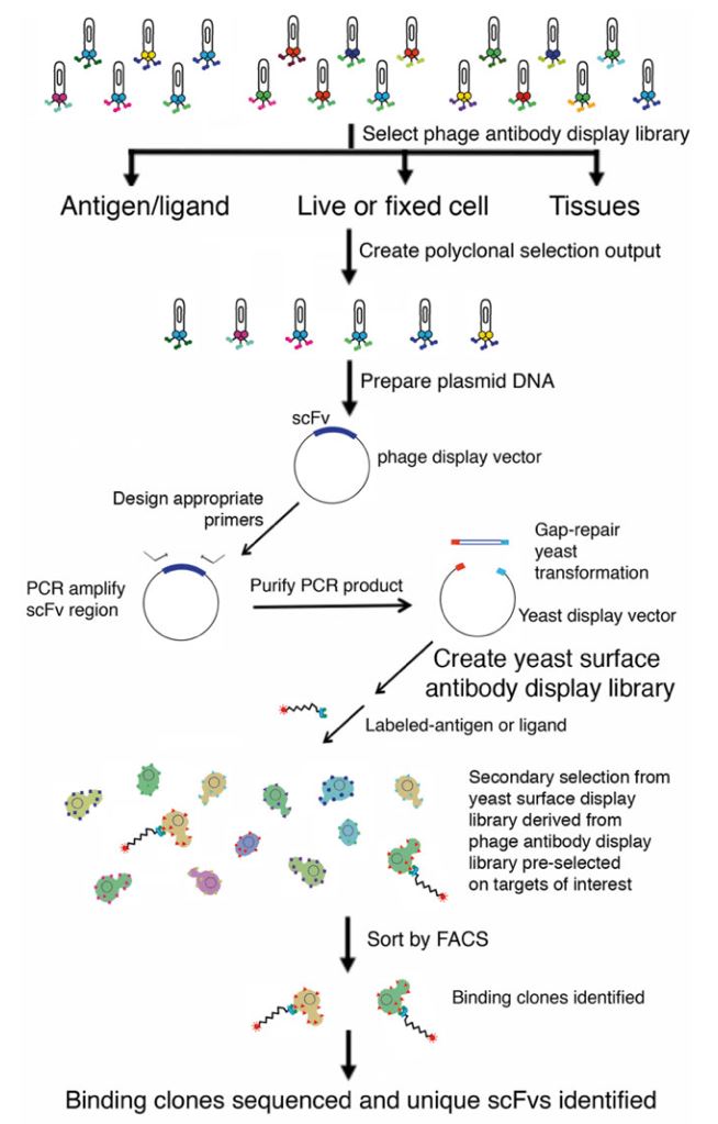 Human Monoclonal Antibody Identification through Phage & Yeast Display Combination Service