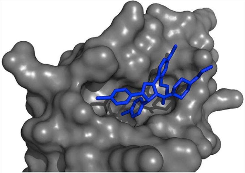Fig.1 Computational structural application to p53 structure-based drug therapies. (Huart and Ted, 2013)