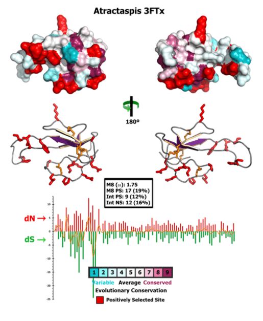 Computer Graphics, Homology Modeling and Bioinformatics