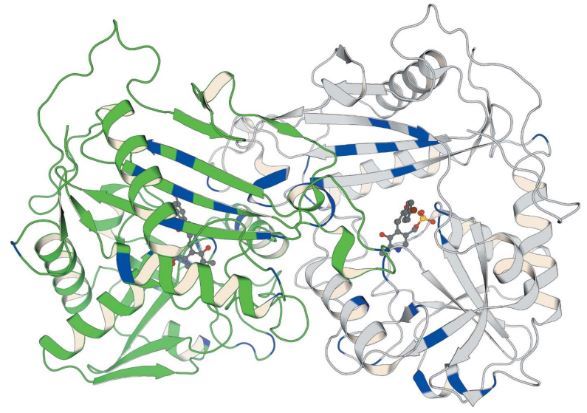 Fig.1 A prominent example of semi-rational directed evolution of an (R)-selective amine transaminase. (Amrein, et al., 2017)