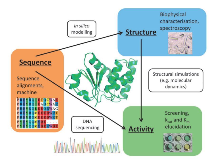 Fig.1 The complex relationships between enzyme sequence, folding stability and catalytic activity. (Currin, et al., 2015)