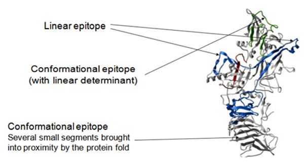 B cell epitope.