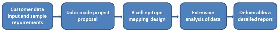 B cell epitope.