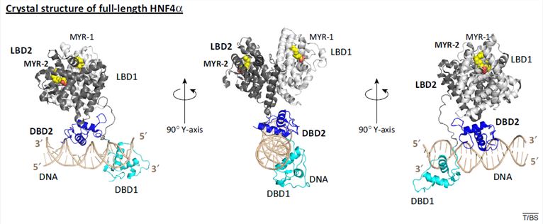 Hepatocyte nuclear factor alpha (HNF4-a): a mammalian orphan nuclear receptor (ONR).