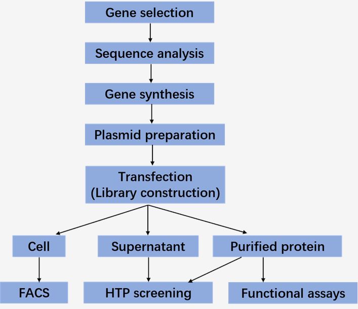 Workflow of the expression library production and primary screening.