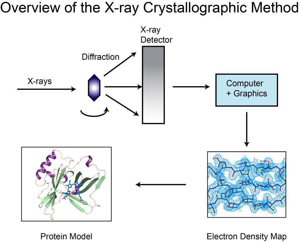 CreMap™ Epitope Mapping Service by X-ray Crystallography