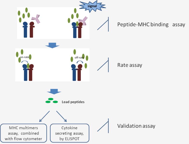 CreMap™ MHC-Peptide Binding Assay