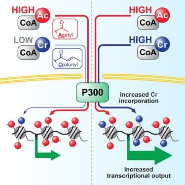 The coactivator p300 has both crotonyltransferase and acetyltransferase activities, and that p300-catalyzed histone crotonylation directly stimulates transcription to a greater degree than histone acetylation.
