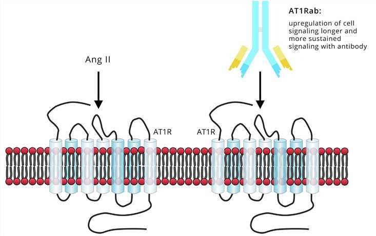 AT1R antibody (AT1Rab).
