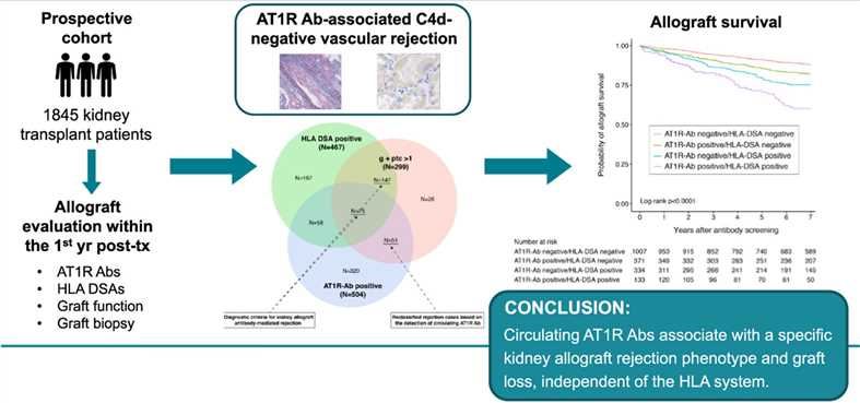Non-HLA agonistic anti-AT1R antibodies induce a distinctive phenotype of antibody-mediated rejection in kidney transplantation.
