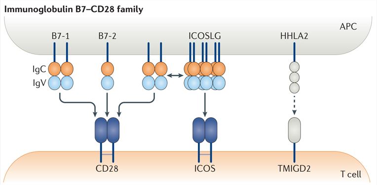 The B7-CD28 family of co-stimulatory receptors.