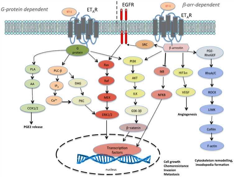 Signaling pathways activated by ET-1 in cancer.