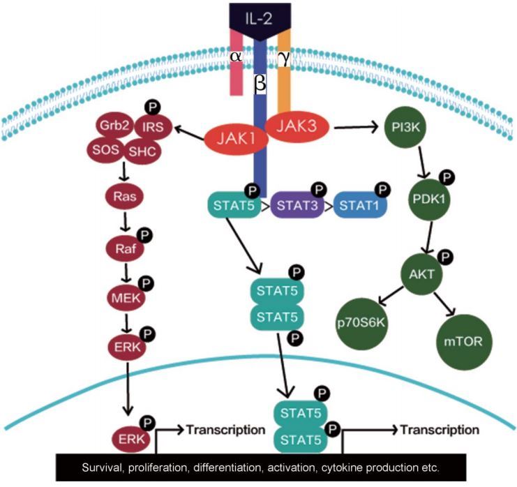 Signaling pathways of IL-2.