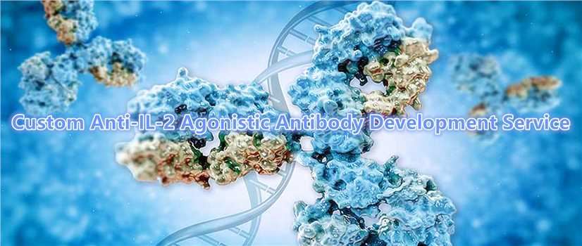 Custom Anti-IL-2 Agonistic Antibody Development Service.