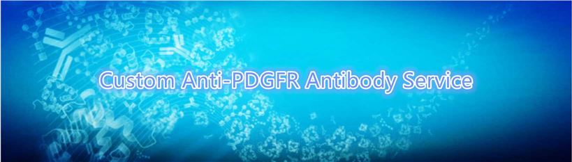 Custom Anti-PDGFR Antibody Service.