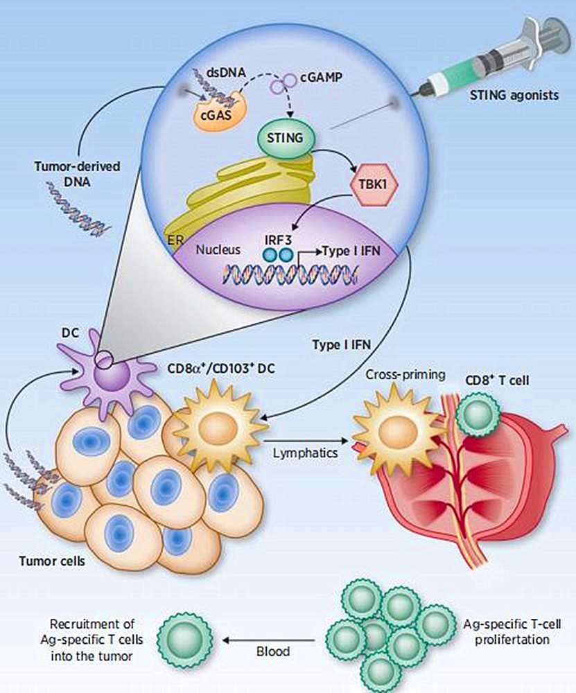 Type I IFNs and the STING pathway in cancer.