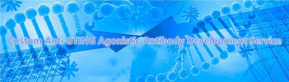 Custom Anti-STING Agonistic Antibody Development Service.