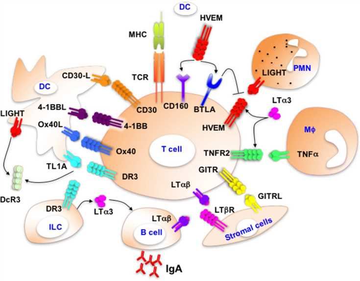 Intercellular networks formed by the cosignaling TNFR-SF.