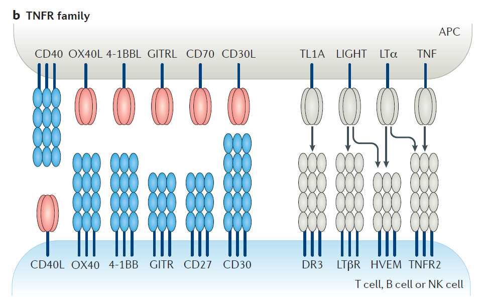 The TNFR-SF of co-stimulatory receptors.