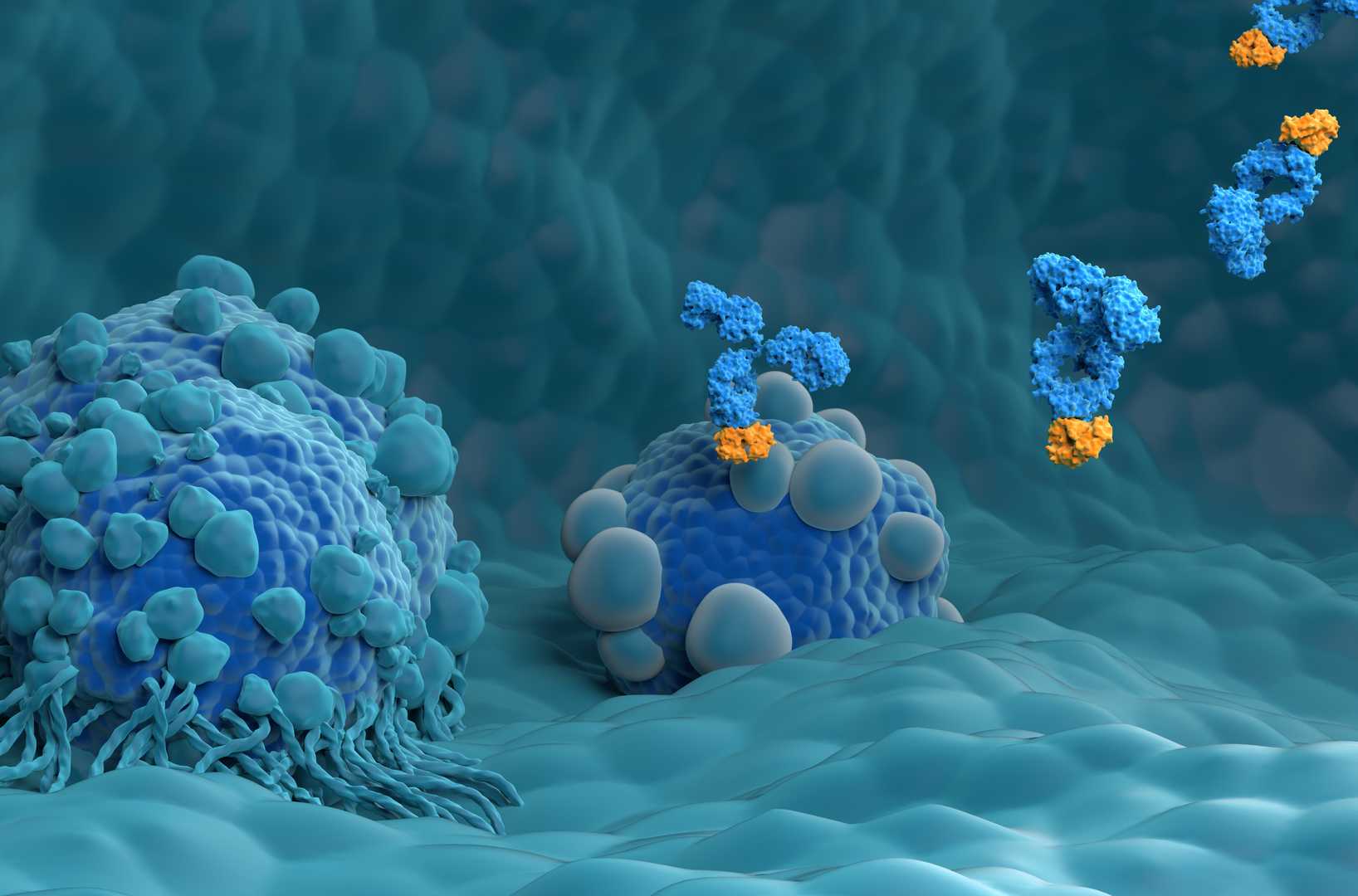 Recombinant Antibody Production