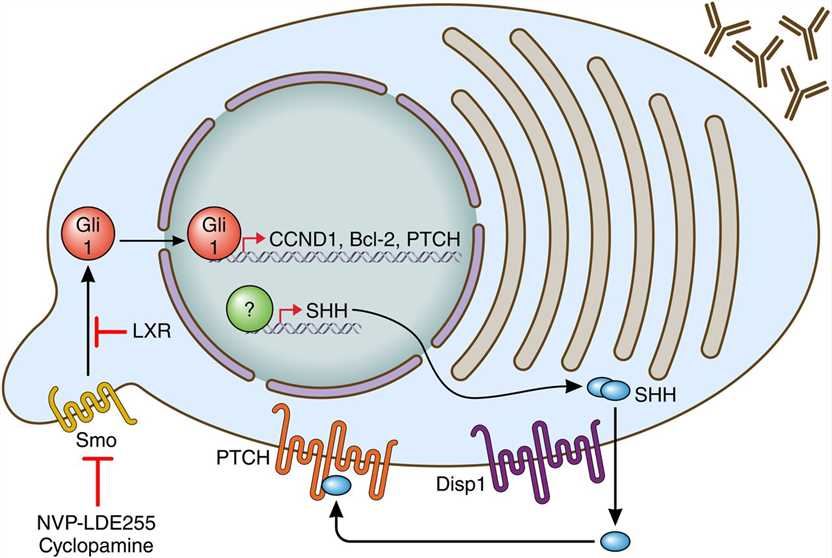 DISP1 Membrane Protein Introduction