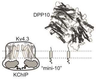 DPP10 Membrane Protein Introduction