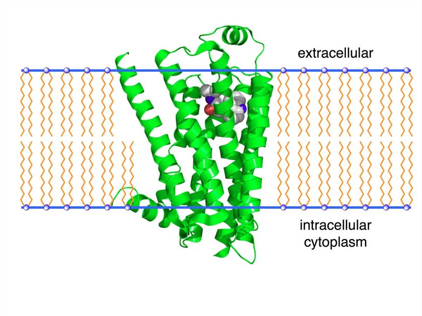 Structure of DRD1 membrane protein.