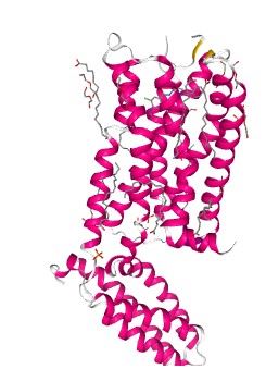Structure of DRD4 membrane protein.