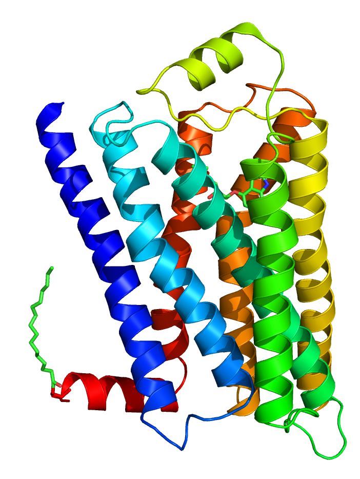Structure of DRD5 membrane protein.