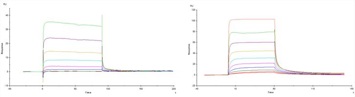 Determination of the Binding of IgGs to FcγR/FcRn by SPR