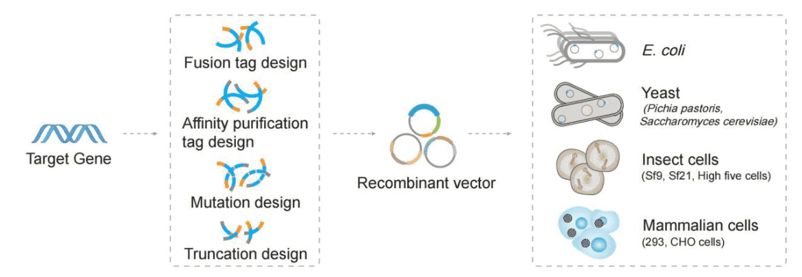 An Introduction to Protein Engineering Platform. (Creative Biolabs Original)