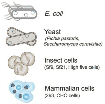 Flexible Expression Systems. (Creative Biolabs Original)