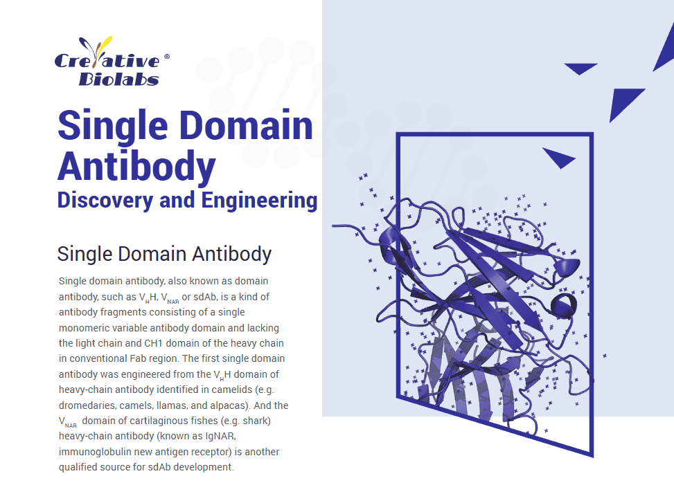 Creative Biolabs' sdAb Discovery & Engineering. (Creative Biolabs Original)