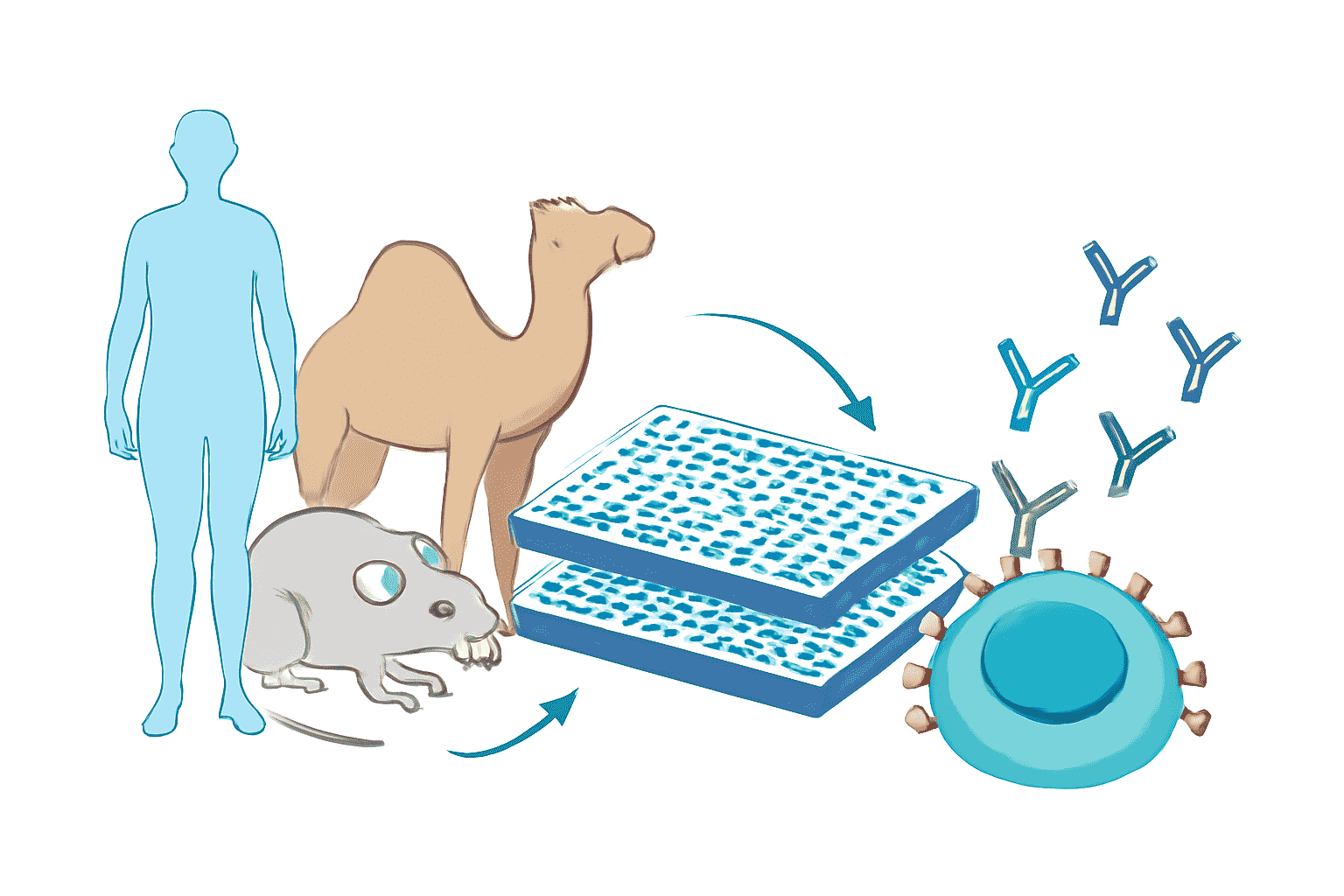The schematic of premade antibody library. (Creative Biolabs Original)