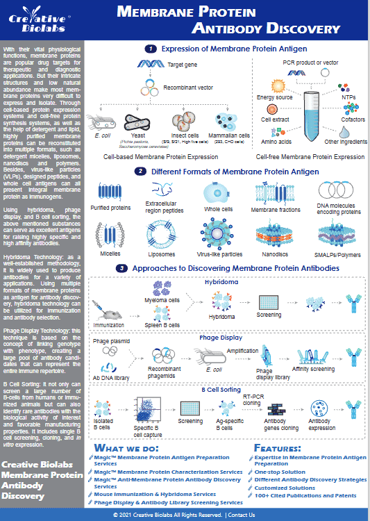 Creative Biolabs' membrane protein antibody discovery process. (Creative Biolabs Original)