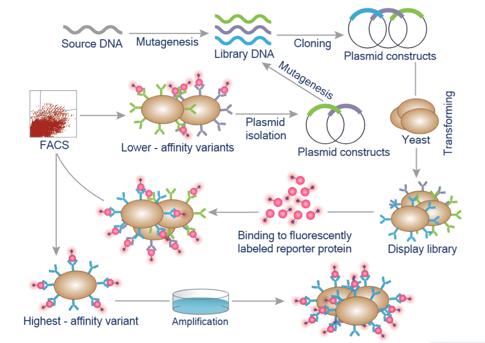 An introduction to the yeast display technology. (Creative Biolabs Original)