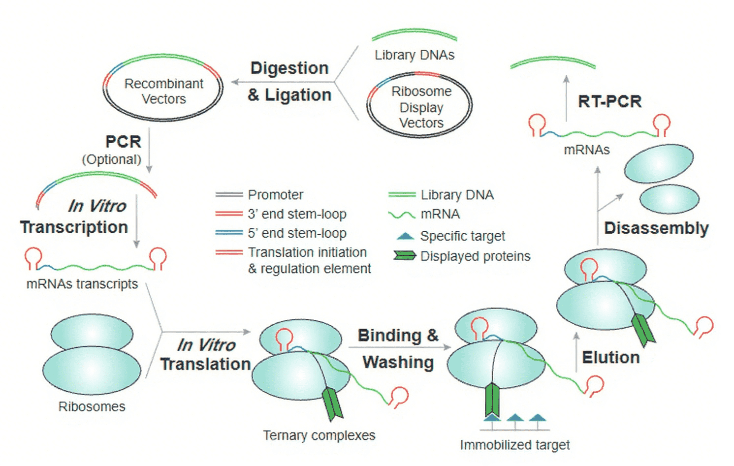 An introduction to the ribosome display technology. (Creative Biolabs Original)
