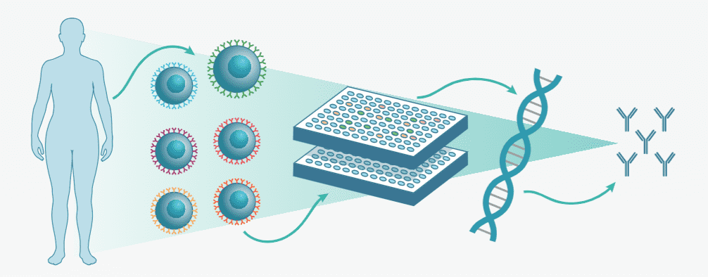 An introduction to the single B cell sorting technology. (Creative Biolabs Original)