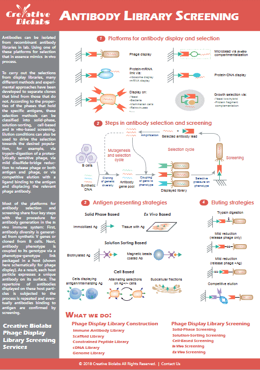 Know about Creative Biolabs' antibody library screening. (Creative Biolabs Original)