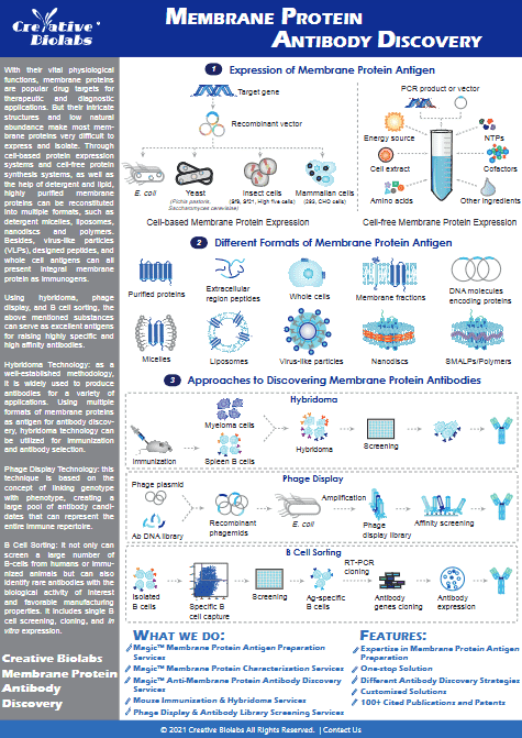 Membrane Protein Antibody Discovery Infographic Preview