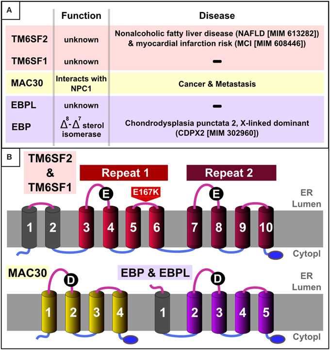 EBP Membrane Protein Introduction