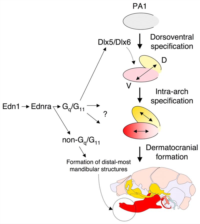 Scheme illustrating the possible role of Gq/G11-dependent and -independent Edn1/Ednra signaling in pharyngeal arch development.