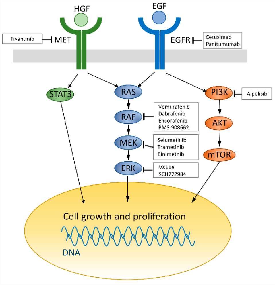 EGF Membrane Protein Introduction