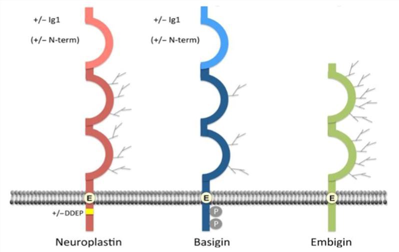  Comparison of the structures of Neuroplastin, Basigin, and EMB. 