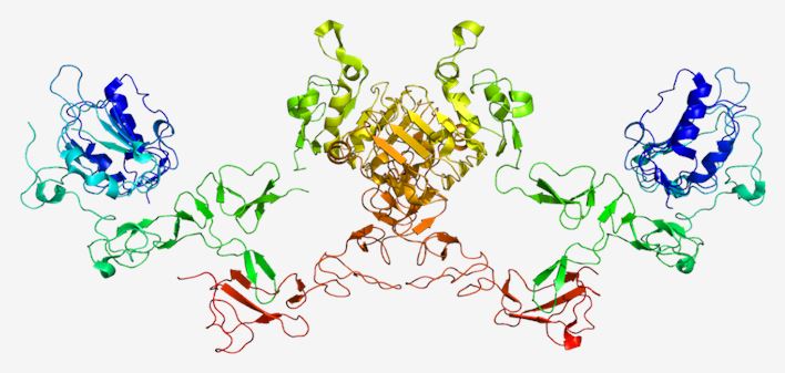  Structure of ERBB4 membrane protein 