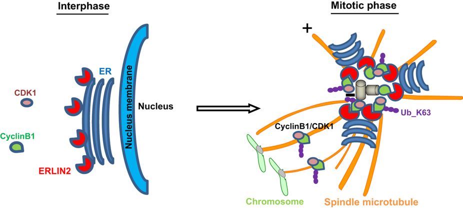 ERLIN2 Membrane Protein Introduction