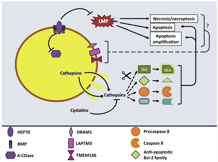 EVA1A Membrane Protein Introduction